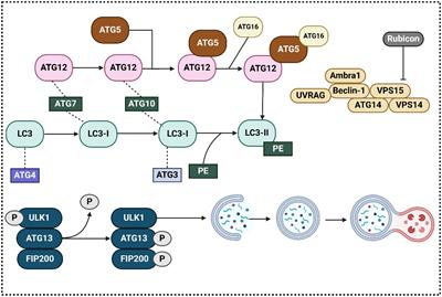 Targeting cell death mechanisms: the potential of autophagy and ferroptosis in hepatocellular carcinoma therapy